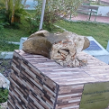 Destruyen busto de Sánchez en el parque de Hato Damas