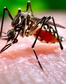 Infectólogos advierten sobre posibilidad de un brote de Chikungunya en RD