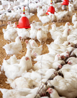 Advierten libra de pollo pudiera llegar a RD$ 150 pesos la libra