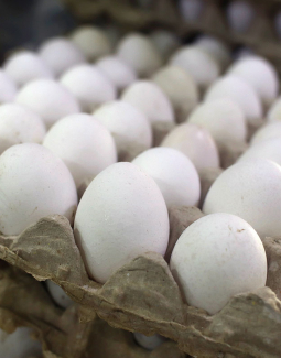 El Huevo es un alimento supernutritivo que todos deberían consumir