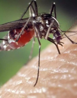 Salud Pública registra 71 casos de dengue en lo que va de 2026 