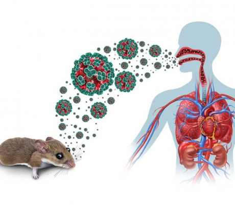 Ya son nueve los posibles contagiados del Hantavirus detectado en un crucero que viajaba en alta mar