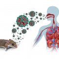 Ya son nueve los posibles contagiados del Hantavirus detectado en un crucero que viajaba en alta mar
