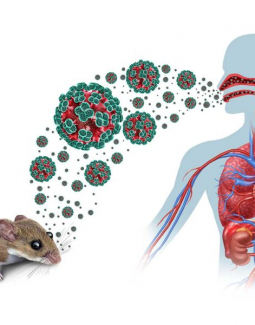 Ya son nueve los posibles contagiados del Hantavirus detectado en un crucero que viajaba en alta mar