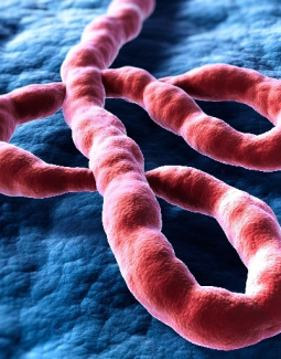 RD reforzará medidas epidemiológicas ante brote internacional de ébola