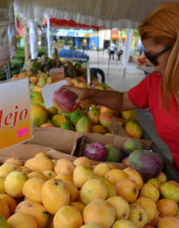 El mango vuelve a ser protagonista con el inicio de su tradicional feria en Baní